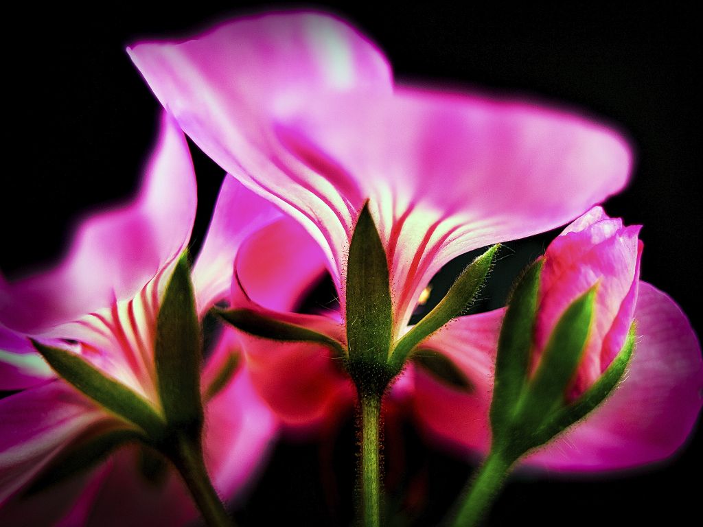 B Macro Flors 0008