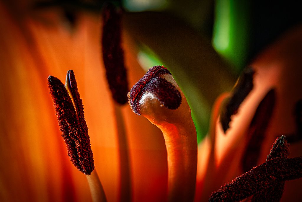B Macro Flors 0059