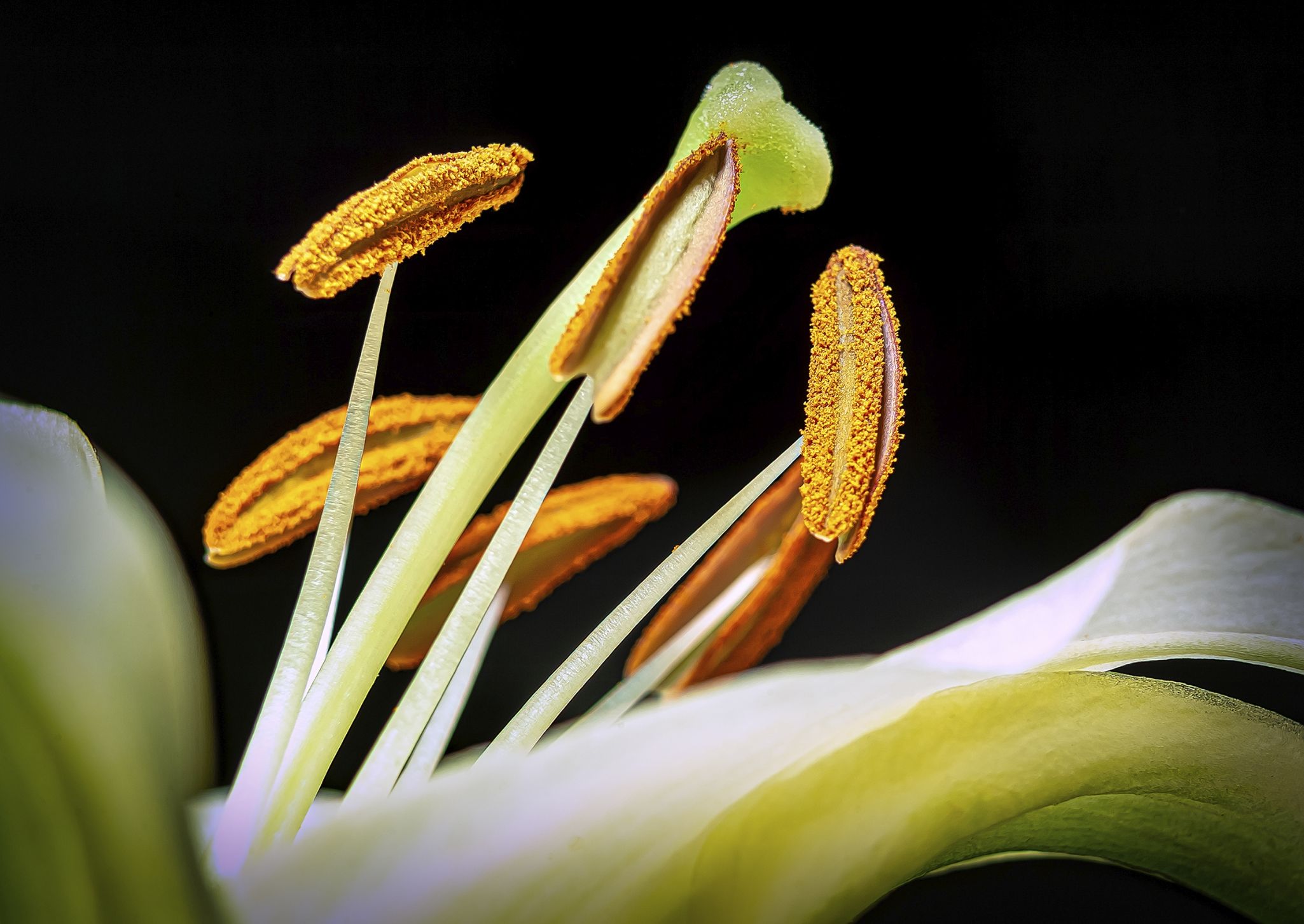 Macro Flors 0079