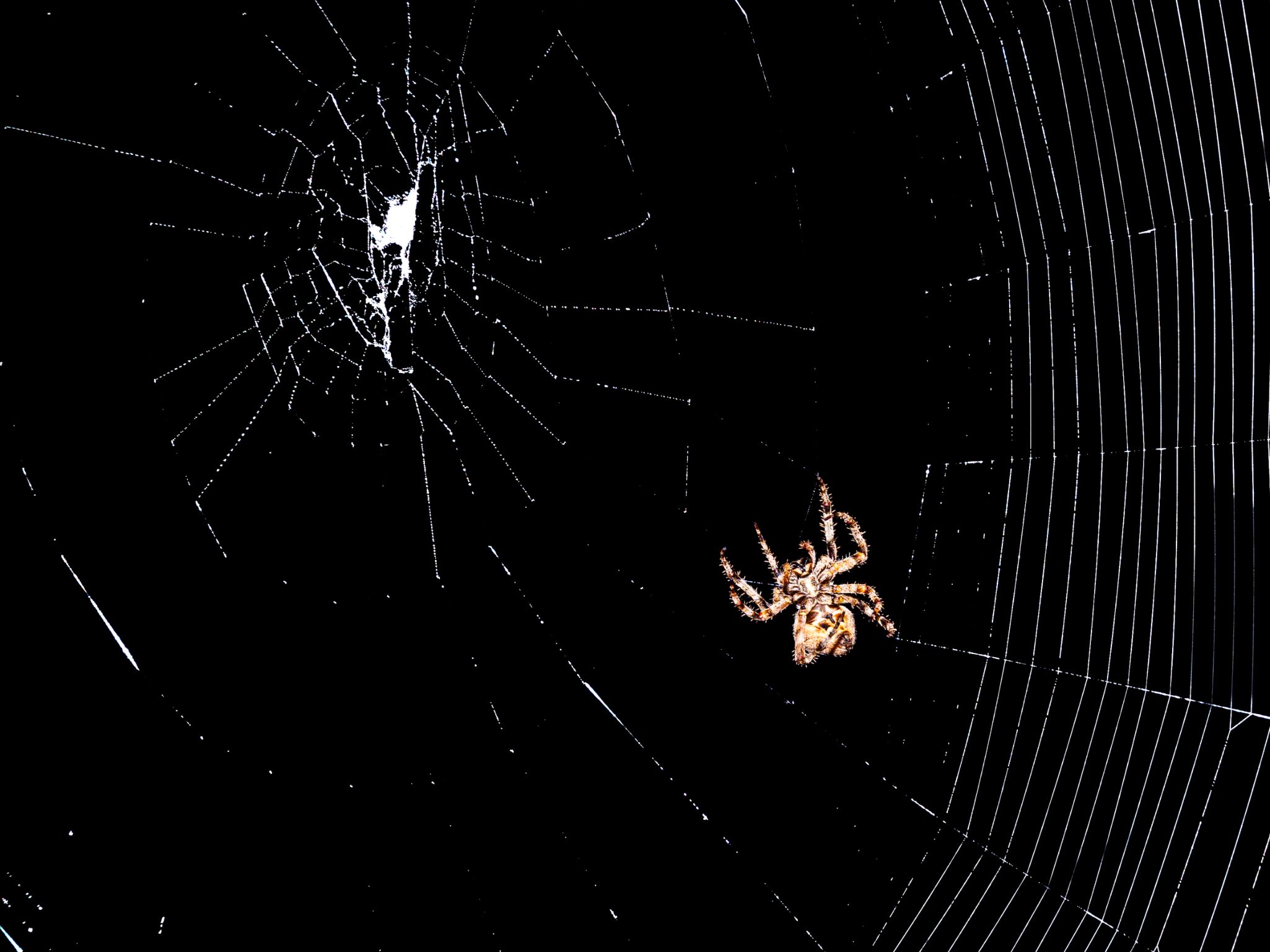 Araña