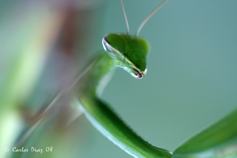 Mantis2