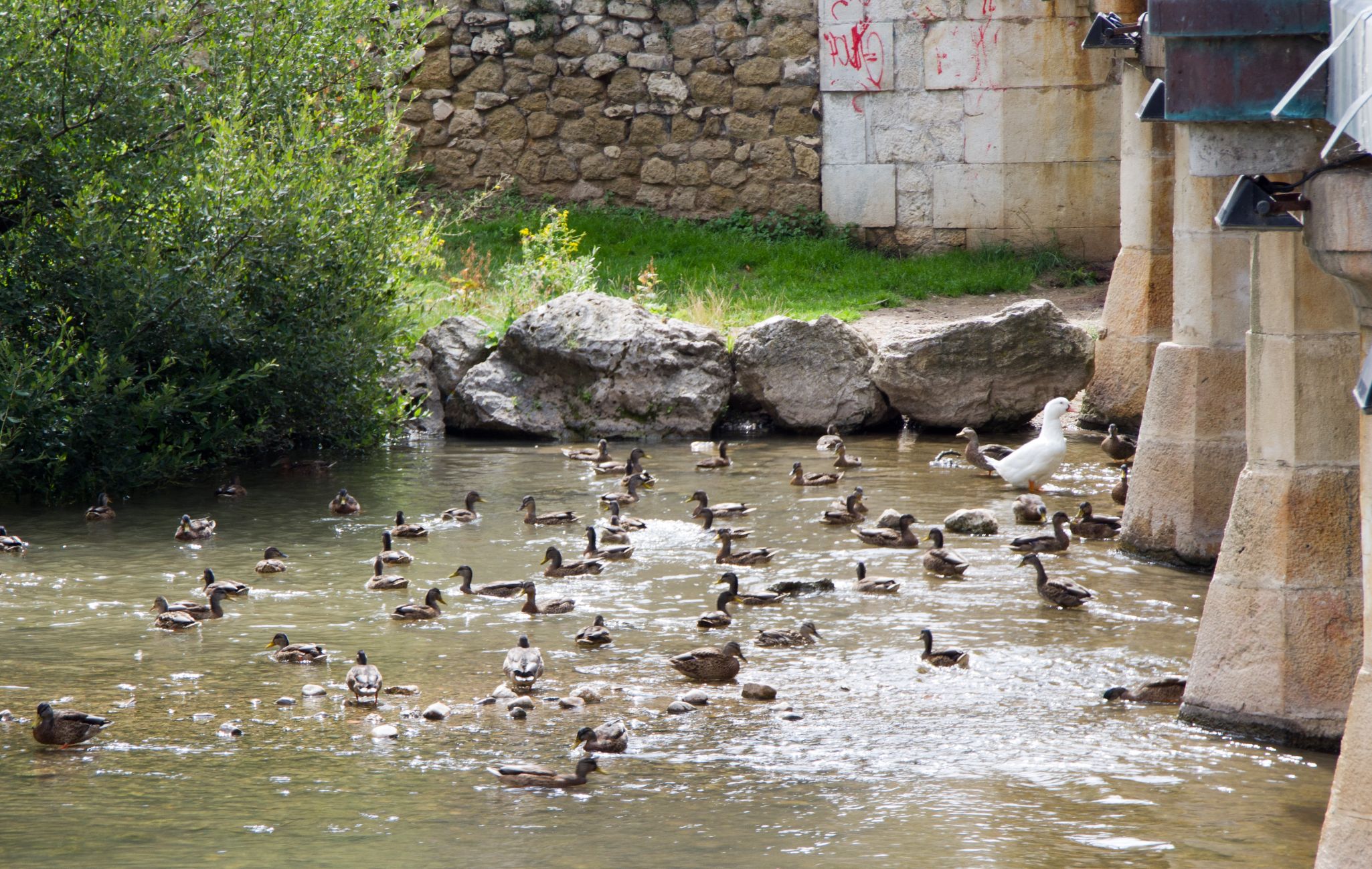 Burgos2010 6