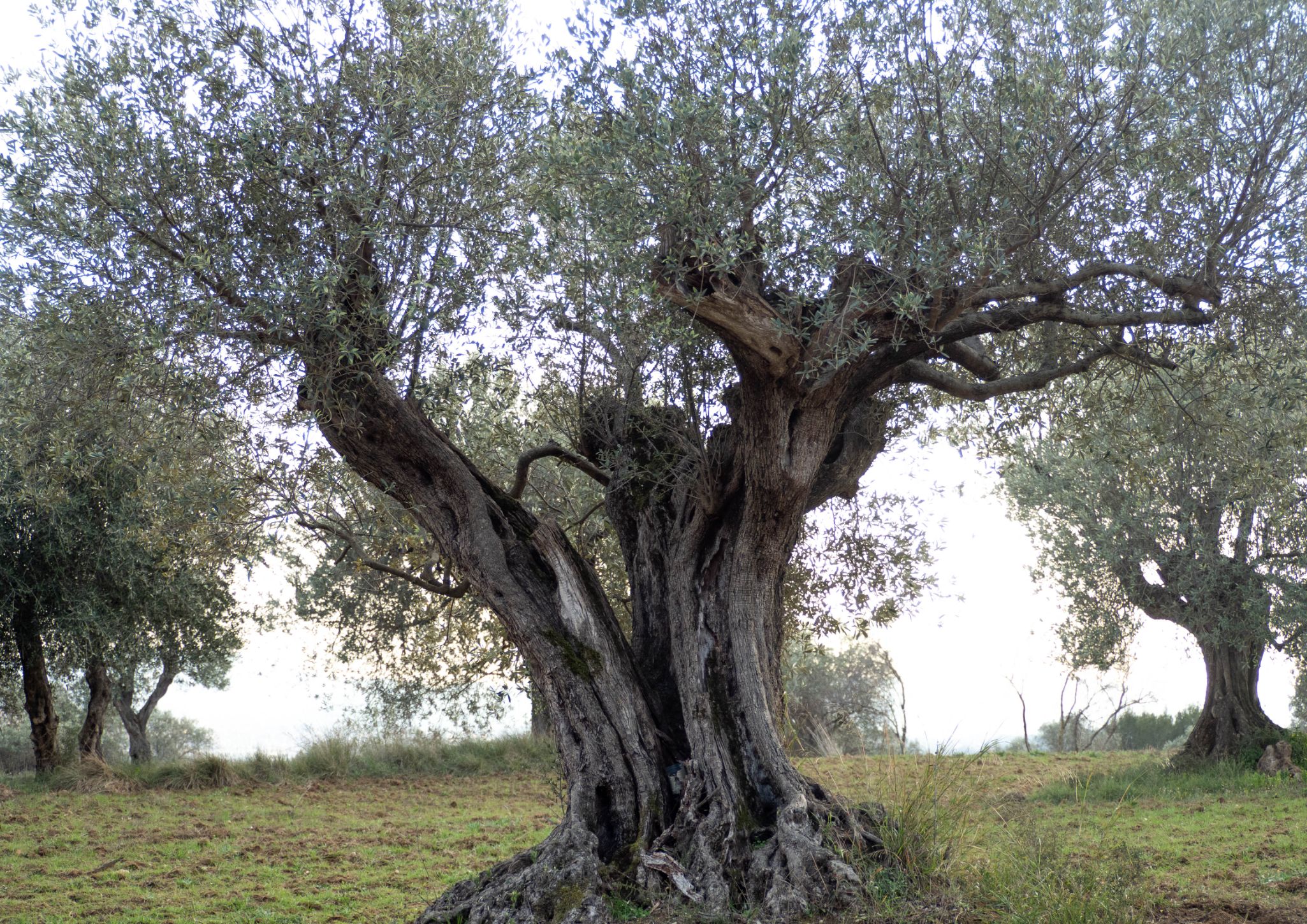 Josep oliveres220112 1120401